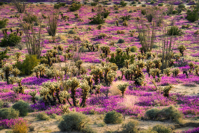 An intimate scene of a small area in the Anza-Borrego desert with cholla cacti, sand verbena and ocotillo plants. The predominant colors are purple, gold or yellow, and green.