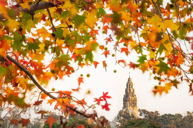 Colorful fall leaves frame the California Tower in Balboa Park.