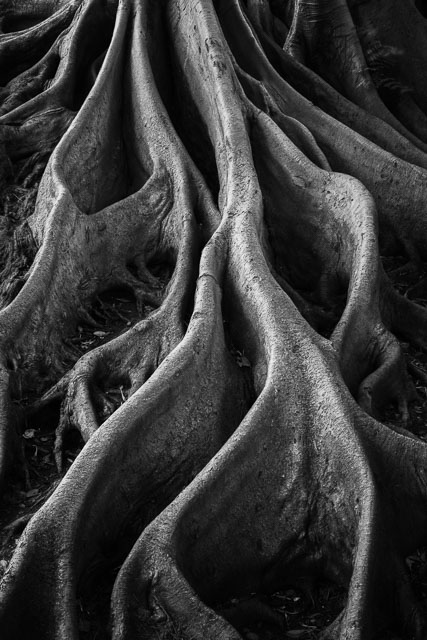 A black and white photograph of Banyan tree roots.