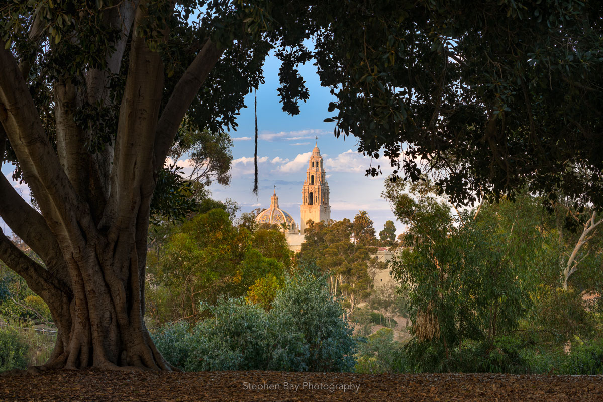 A photo of the California tower framed by the branches and leaves of a banyan tree. There a clouds around the tower and blue skies.