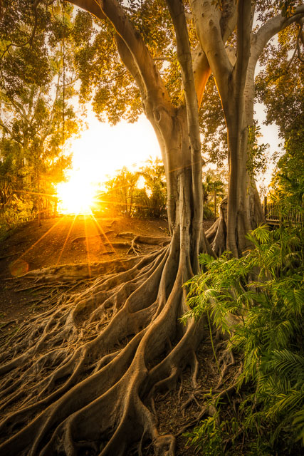 Banyan trees (aka Moreton bay fig trees) in Balboa Park. The giant roots of the trees and the canopy cradles the sun.