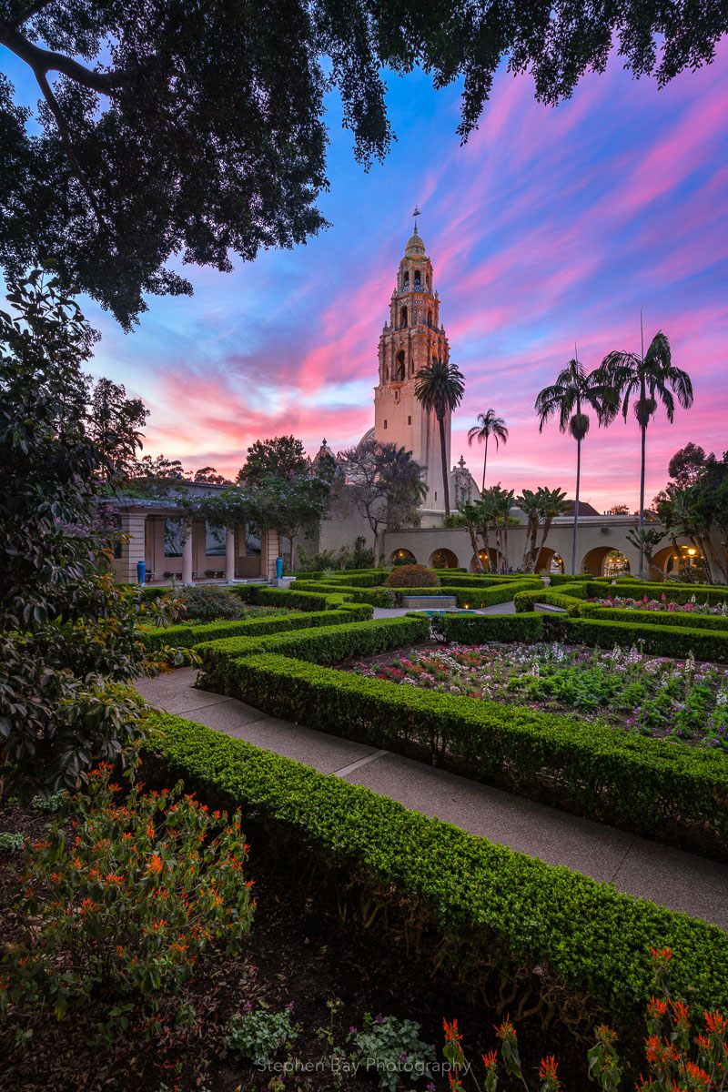 This is a photo of Alcazar Garden in Balboa park looking at it from under a tall tree. In the foreground are the hedges which look like a maze. This leads to the California tower. At the top of the frame are the leaves and branches of the tree
