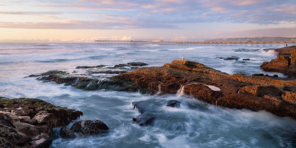 A panorama of the coastline by Ocean Beach pier. This photo is taken a low tide and shows the rock formations and eelgrass that is revealed by the low water levels. The pier is in the background. There is a seagull resting on the rocks.