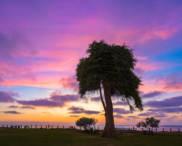 A monterey cypress tree in Ellen Browning Scripps Park known as the Truffula tree or the Lorax Tree.