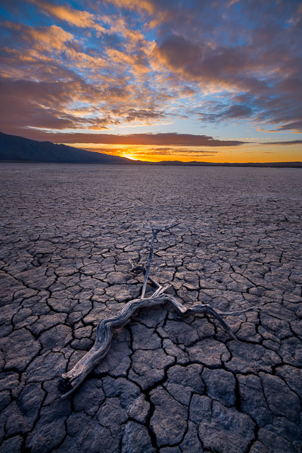 A dead branch sits on top of mud cracks at Clark Dry lake in Anza-Borrego. 