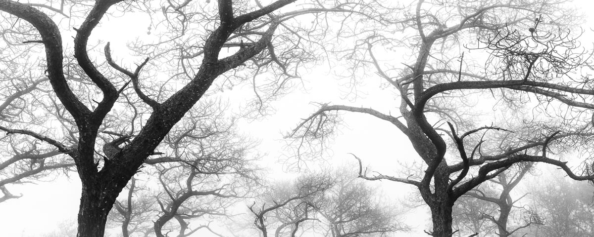 Panorama of torrey pine trees in the fog. The frame shows the trunk and tops of the tree branches reaching to the sky. The image is in black and white.