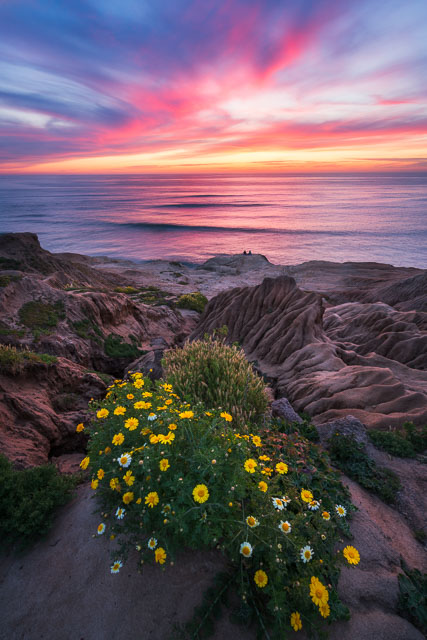 Spring flowers blooming on the cliffs in the Sunset Cliffs neighborhood of San Diego.