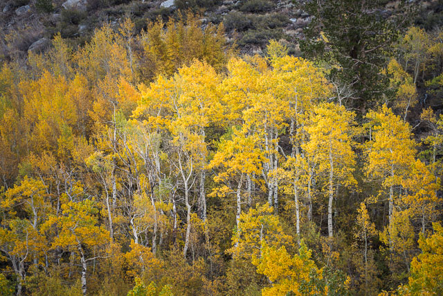 Stand of aspen trees in McGee Creek Canyon turning yellow with fall.