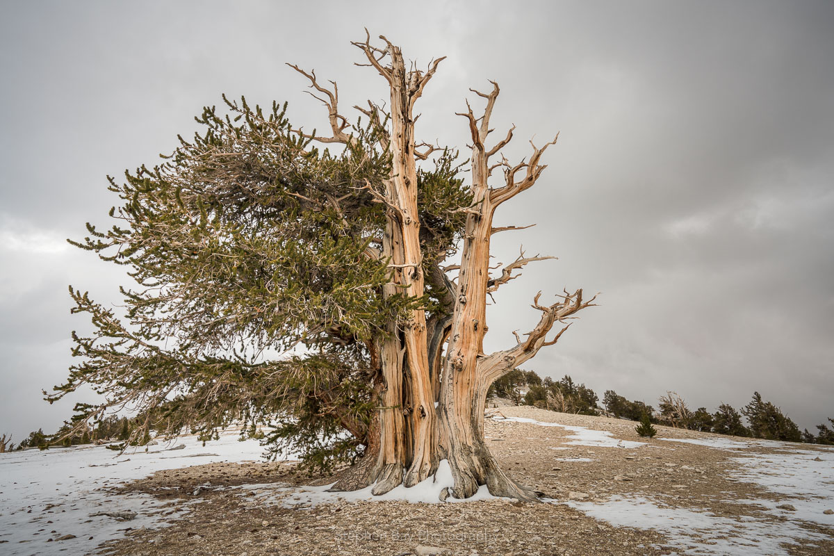 Ancient bristlecone pine tree growing on barren rocky soil.