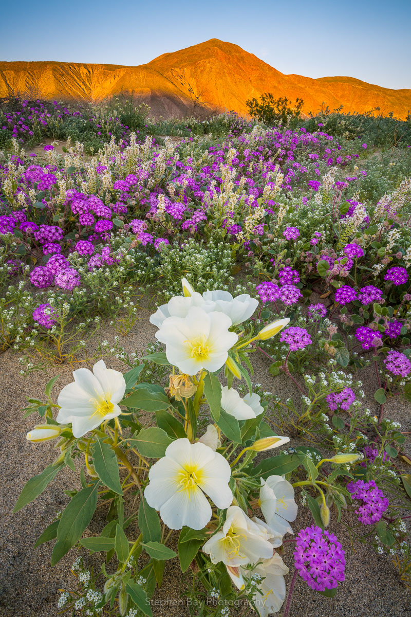 A superbloom of flowers in Anza-Borrego with white desert evening primrose and purple sand verbena.