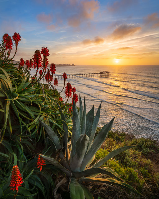 Blooming aloe and an agave plant in the cliffs above Scripps Pier in La Jolla .