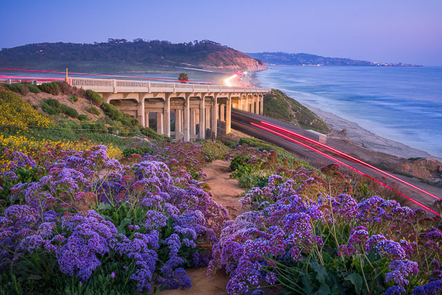 A coastal trail besides the North Torrey Pines bridge with purple sea lavender and the Coaster train.