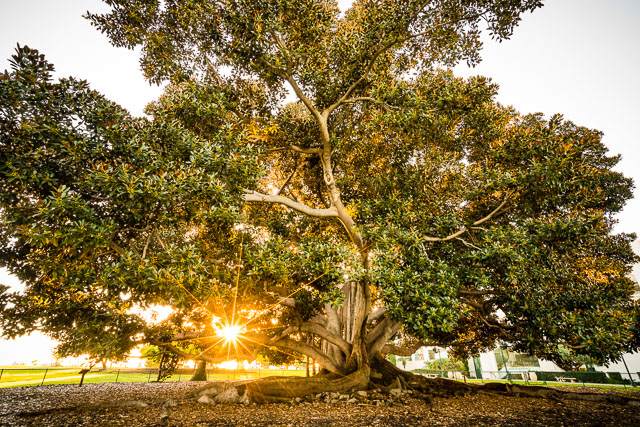 The sun rising behind the Moreton Bay Fig tree in Balboa Park.
