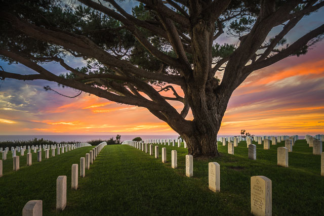 A tree at Fort Rosecrans cemetery at sunset with rows of headstones.