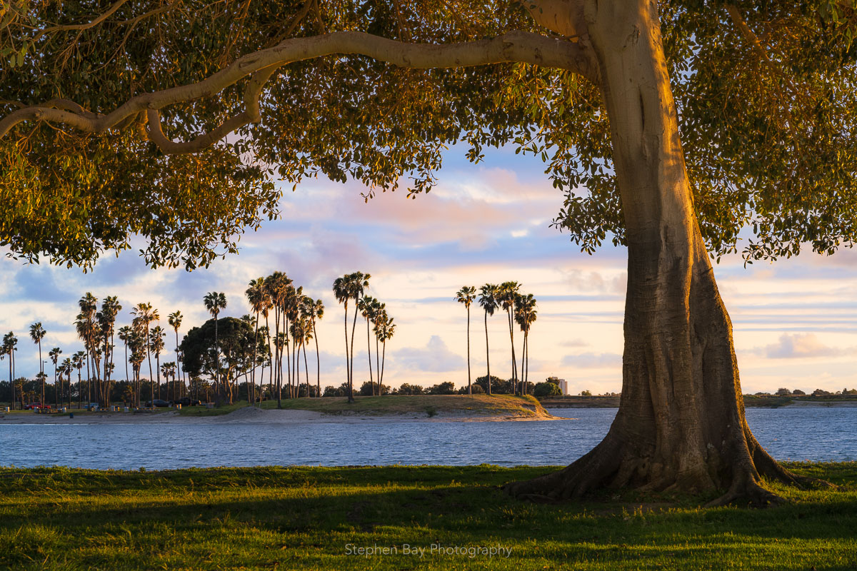 A picture of an inviting tree at Mission Bay. The tree is right by the water and bathed in the warm afternoon light. You feel like you are sitting right under the branches. There is grass in the foreground.