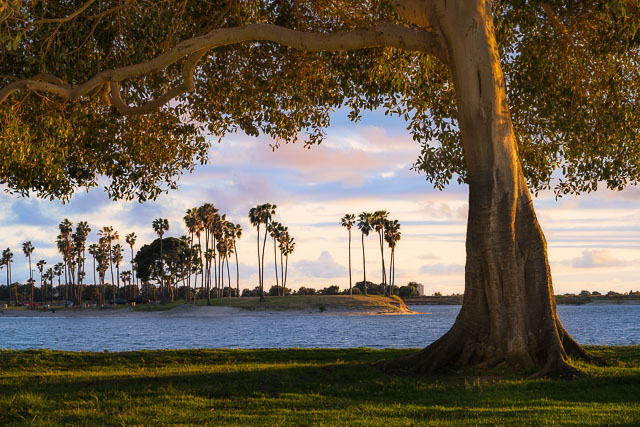 Under a Tree - Mission Bay, San Diego