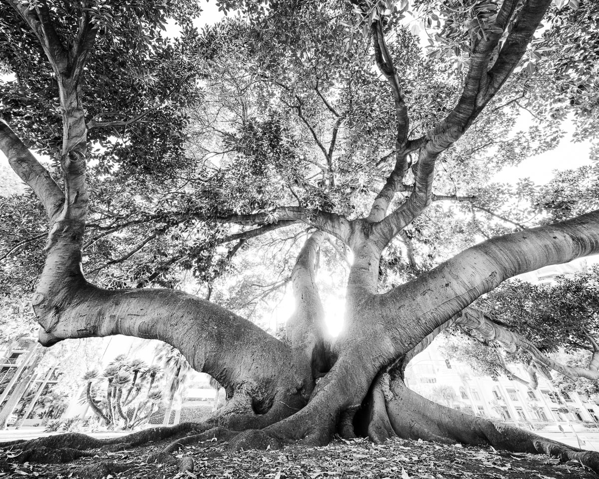 Black and white photo of a banyan tree looking from a low angle up into the leaves.